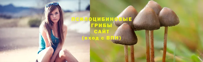 Псилоцибиновые грибы Psilocybe  даркнет сайт  Нахабино 